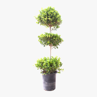 Ficus Panda – 3 Head – Ficus Retusa